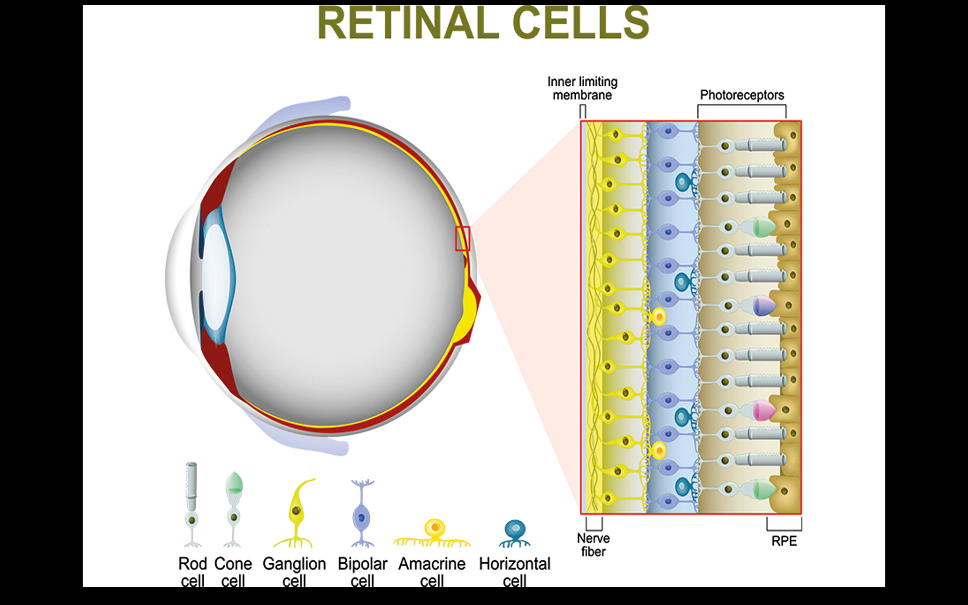 Retina Cells