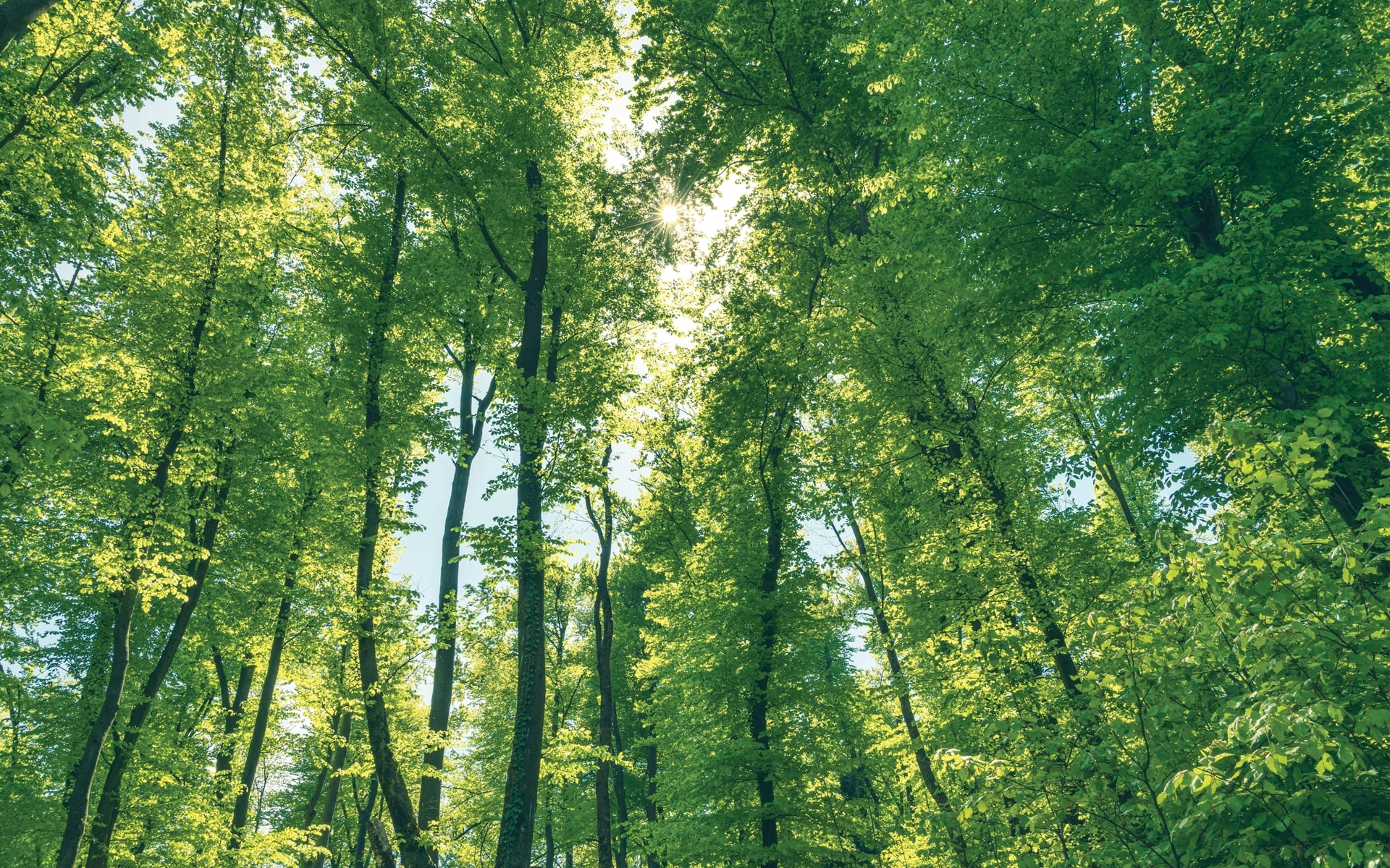 Natural Forest Regrowth May Be the Best Method to Combat Climate Change